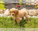 Small Photo #28 Golden Cavadoodle Puppy For Sale in MILLERSBURG, IN, USA