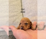 Litter of 5 - Male(s) and Female(s) DachshundLitter of Puppies for Sale - Photo #5
