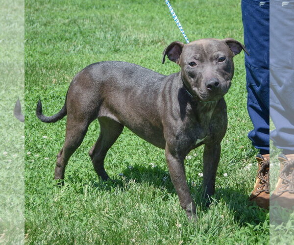 Medium Photo #2 American Staffordshire Terrier-Labrador Retriever Mix Puppy For Sale in Huntley, IL, USA
