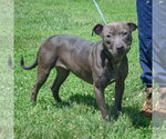 Small #1 American Staffordshire Terrier-Labrador Retriever Mix