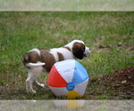 Small Photo #13 Saint Bernard Puppy For Sale in AVALON, MO, USA