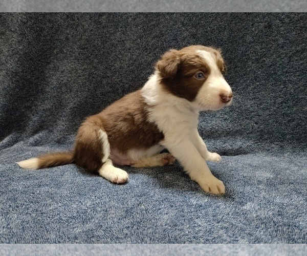 Medium Photo #9 Border Collie Puppy For Sale in NORBORNE, MO, USA