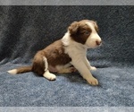 Small Photo #227 Border Collie Puppy For Sale in NORBORNE, MO, USA