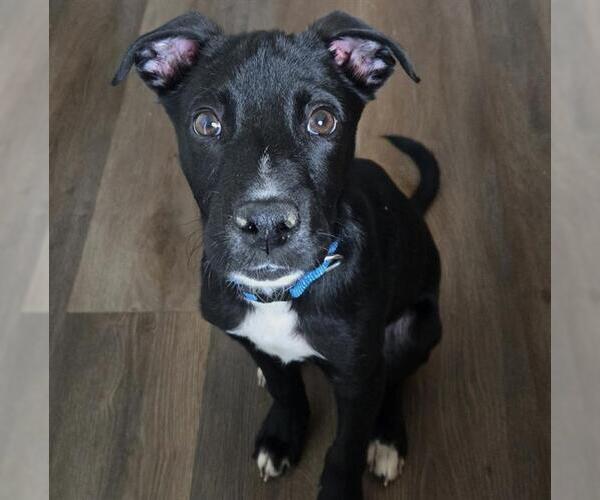 Medium Photo #2 Pointer Puppy For Sale in San Antonio, TX, USA