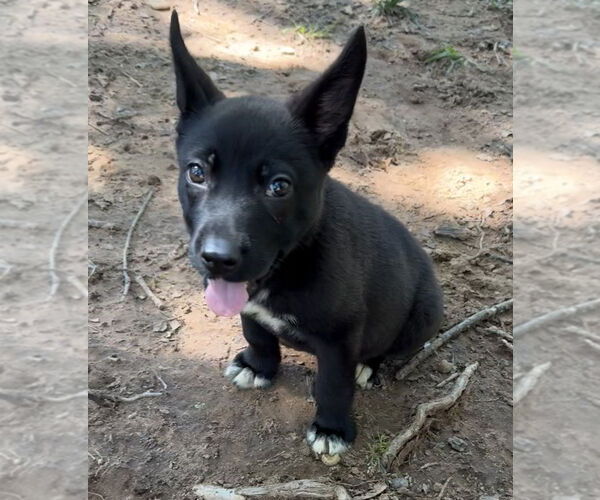 Medium Photo #12 Labrador Retriever-Unknown Mix Puppy For Sale in OKLAHOMA CITY, OK, USA