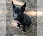 Small #11 Labrador Retriever Mix
