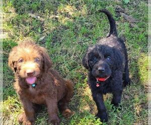 Labradoodle Puppy for sale in JACKSON, MN, USA