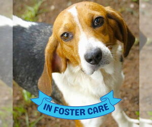 LULU - Female Treeing Walker Coonhound Dog for Adoption - Photo #3