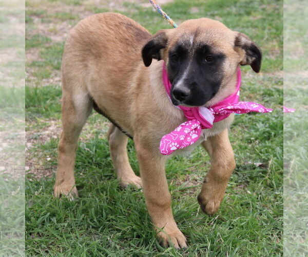 Medium Photo #2 Anatolian Shepherd-Bernese Mountain Dog Mix Puppy For Sale in Bandera, TX, USA