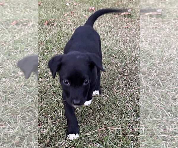 Medium Photo #5 Labrador Retriever-Unknown Mix Puppy For Sale in Garner, NC, USA