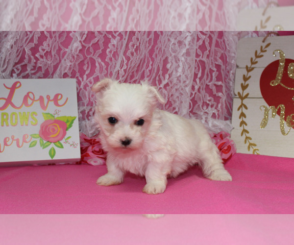 Medium Photo #14 Maltese Puppy For Sale in CHANUTE, KS, USA