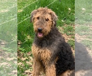 Mother of the Airedale Terrier puppies born on 05/20/2022