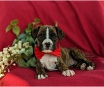 Small #4 Boxer