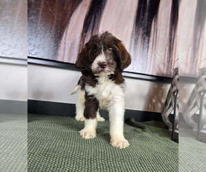 Medium Labradoodle