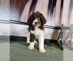 Small Labradoodle