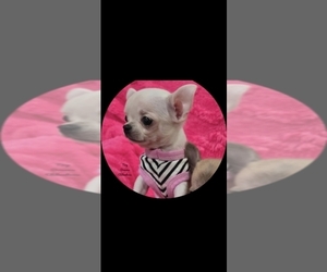 Chihuahua Puppy for sale in CRAFTON, PA, USA