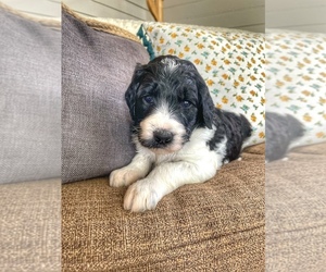 Goldendoodle Puppy for sale in NEW LEBANON, OH, USA