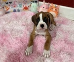 Small #6 Boxer