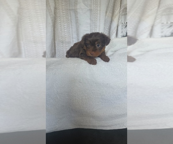Medium Photo #3 Yorkshire Terrier Puppy For Sale in BENSON, NC, USA