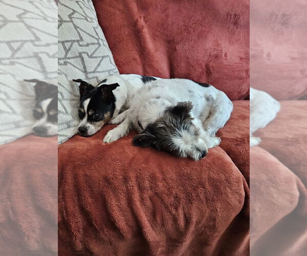 Medium Photo #4 Ratshi Terrier Puppy For Sale in Minneapolis, MN, USA