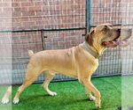 Small #4 Mastiff