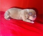 Puppy 7 American Bully