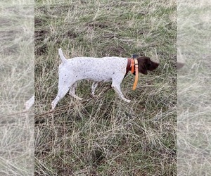 Mother of the German Shorthaired Pointer puppies born on 08/14/2025