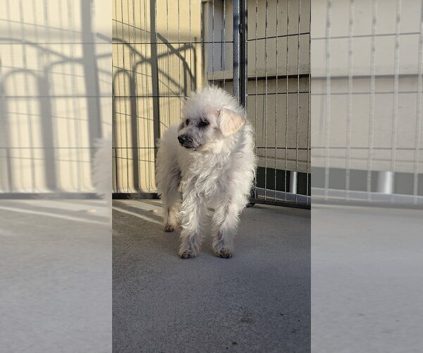 Medium Photo #8 Poodle (Miniature)-Unknown Mix Puppy For Sale in Pacifica, CA, USA