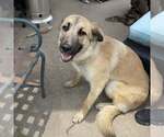 Small Anatolian Shepherd Mix