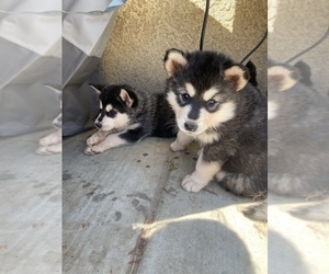 Alaskan Malamute-Alusky Mix Puppy for sale in VISALIA, CA, USA