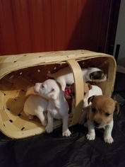 Jack Russell Terrier Puppy for sale in APPLE CREEK, OH, USA