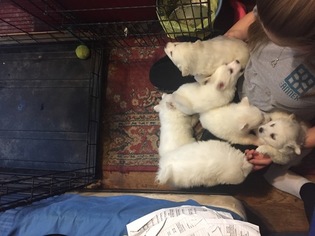 American Eskimo Dog Puppy for sale in CONNERSVILLE, IN, USA
