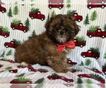 Small Photo #1 ShihPoo Puppy For Sale in LAKELAND, FL, USA