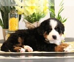 Small #1 Bernese Mountain Dog