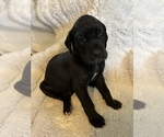 Small Photo #5 Great Dane Puppy For Sale in WINSTON-SALEM, NC, USA