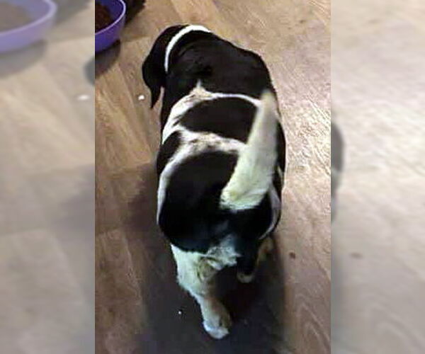 Medium Photo #3 Basset Hound-Unknown Mix Puppy For Sale in Deepwater, NJ, USA