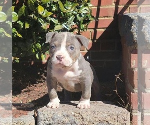 American Pit Bull Terrier Puppy for sale in EATONVILLE, WA, USA