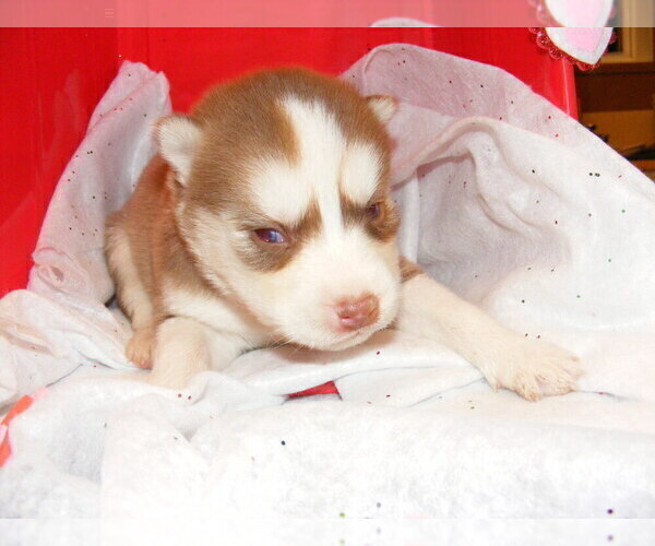 Full screen Photo #2 Siberian Husky Puppy For Sale in TERRE HAUTE, IN, USA