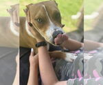 Small #1 Basenji Mix
