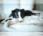 Small #9 American Staffordshire Terrier-Huskies  Mix