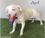 Small #4 American Pit Bull Terrier-Labrador Retriever Mix