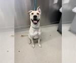 Small American Pit Bull Terrier-Labrador Retriever Mix
