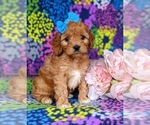 Small Photo #2 Cocker Spaniel-Poodle (Miniature) Mix Puppy For Sale in CHRISTIANA, PA, USA