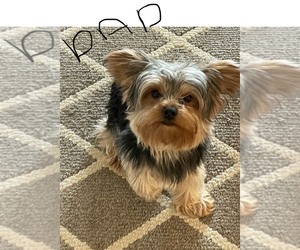 Father of the Yorkshire Terrier puppies born on 04/23/2025