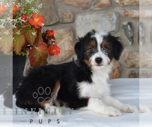 Aussiedoodle Miniature Puppy for sale in SUNBURY, PA, USA