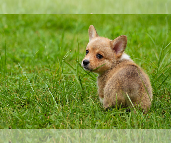 Medium Photo #12 Pembroke Welsh Corgi Puppy For Sale in HAMPTON, VA, USA