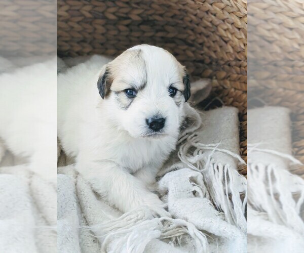 Medium Photo #73 Great Pyrenees Puppy For Sale in FALCON, CO, USA