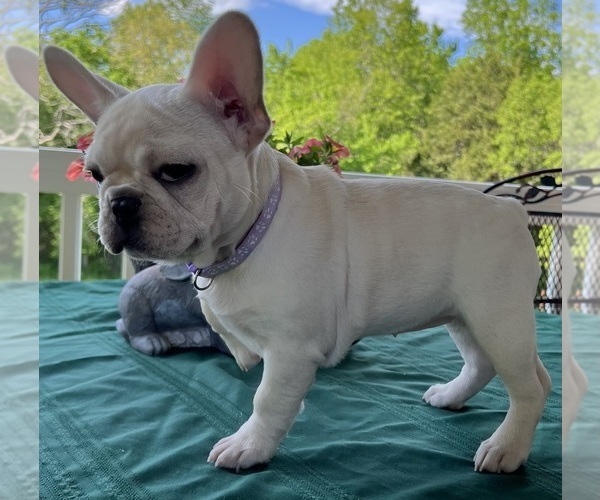 Medium Photo #7 French Bulldog Puppy For Sale in BOLIVAR, MO, USA