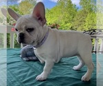 Small Photo #7 French Bulldog Puppy For Sale in BOLIVAR, MO, USA