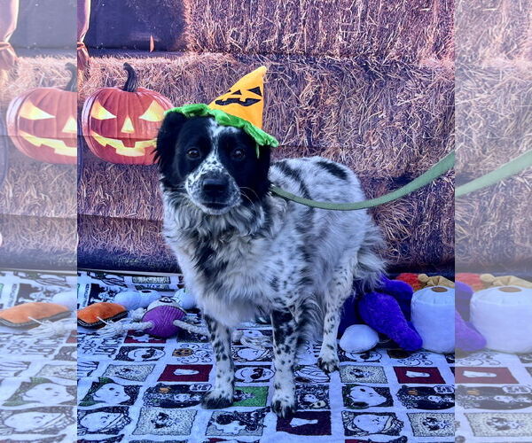 Medium Photo #7 Australian Shepherd-Unknown Mix Puppy For Sale in Lake Elsinore, CA, USA